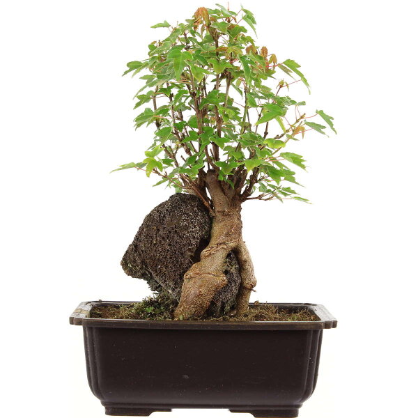 Acero tridente, Bonsai, 11 anni, 28cm