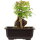 Trident maple, Bonsai, 11 years, 24cm
