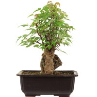 Acero tridente, Bonsai, 11 anni, 28cm