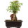 Trident maple, Bonsai, 11 years, 28cm