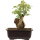 Acero tridente, Bonsai, 11 anni, 27cm