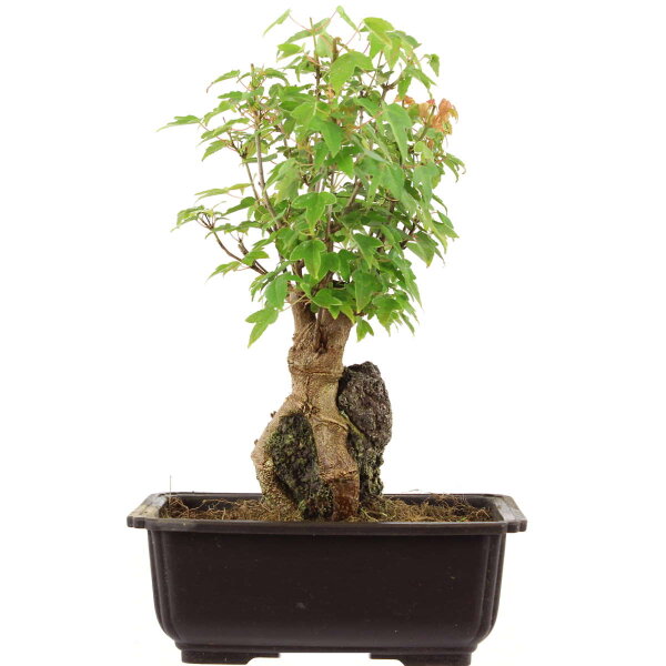Acero tridente, Bonsai, 11 anni, 29cm