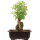 Acero tridente, Bonsai, 11 anni, 29cm