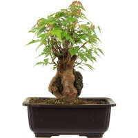 Trident maple, Bonsai, 11 years, 27cm