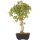 Trident maple, Bonsai, 12 years, 40cm