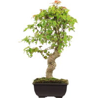 Trident maple, Bonsai, 12 years, 40cm