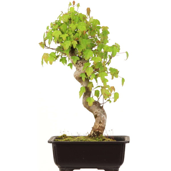 Trident maple, Bonsai, 14 years, 36cm
