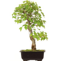 Trident maple, Bonsai, 14 years, 42cm