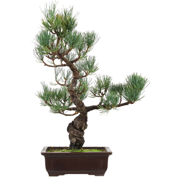 Japanese white pine, Bonsai, 14 years, 44cm