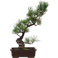 Japanese white pine, Bonsai, 14 years, 44cm