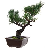 Japanese white pine, Bonsai, 14 years, 36cm