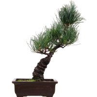 Japanese white pine, Bonsai, 14 years, 40cm