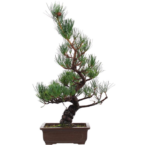 Japanese white pine, Bonsai, 14 years, 51cm