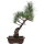 Japanese white pine, Bonsai, 14 years, 47cm