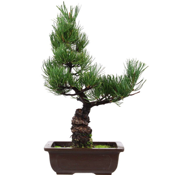 Japanese white pine, Bonsai, 14 years, 43cm