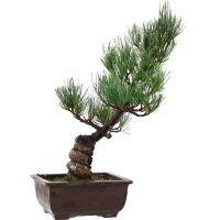 Japanese white pine, Bonsai, 14 years, 46cm