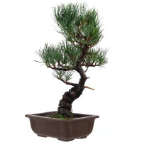 Japanese white pine, Bonsai, 14 years, 41cm