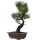 Japanese white pine, Bonsai, 14 years, 41cm