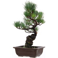 Japanese white pine, Bonsai, 14 years, 39cm