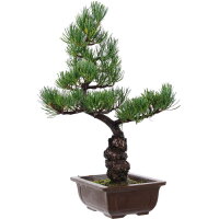 Japanese white pine, Bonsai, 14 years, 48cm