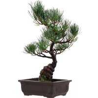 Japanese white pine, Bonsai, 14 years, 39cm
