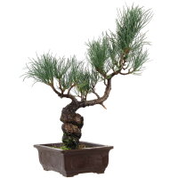 Japanese white pine, Bonsai, 14 years, 43cm