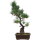 Japanese white pine, Bonsai, 14 years, 47cm