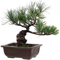 Japanese white pine, Bonsai, 14 years, 31cm