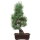 Japanese white pine, Bonsai, 16 years, 50cm