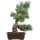 Japanese white pine, Bonsai, 16 years, 49cm