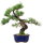Japanese white pine, Bonsai, 18 years, 44cm