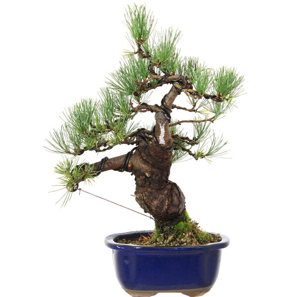 Japanese white pine, Bonsai, 18 years, 43cm