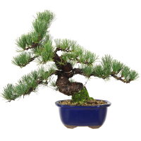Japanese white pine, Bonsai, 18 years, 40cm