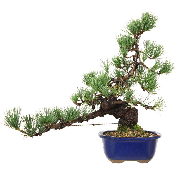 Japanese white pine, Bonsai, 18 years, 44cm