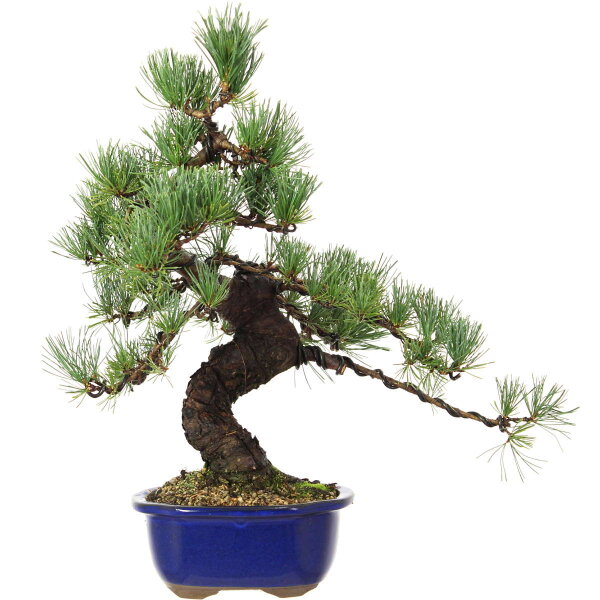 Japanese white pine, Bonsai, 18 years, 49cm