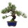 Japanese white pine, Bonsai, 18 years, 42cm