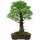 Japanese white pine, Bonsai, 45 years, 91cm