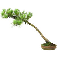 Japanese white pine, Bonsai, 45 years, 64cm