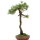 Japanese white pine, Bonsai, 45 years, 64cm