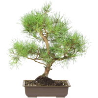 Scots pine, Bonsai, 18 years, 57cm