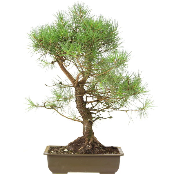 Scots pine, Bonsai, 18 years, 60cm