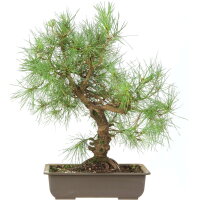 Scots pine, Bonsai, 18 years, 52cm