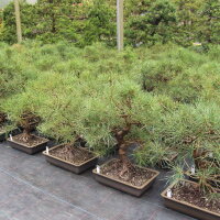 Scots pine, Bonsai, 18 years, 49cm