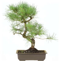 Scots pine, Bonsai, 18 years, 54cm
