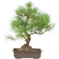Scots pine, Bonsai, 18 years, 56cm