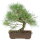 Scots pine, Bonsai, 18 years, 43cm