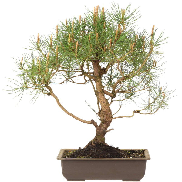 Scots pine, Bonsai, 18 years, 52cm