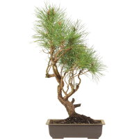Scots pine, Bonsai, 18 years, 63cm