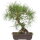 Scots pine, Bonsai, 18 years, 39cm