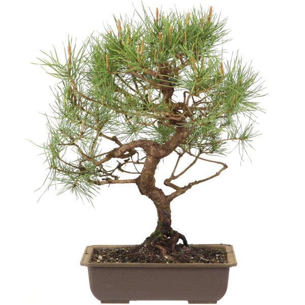 Scots pine, Bonsai, 18 years, 43cm